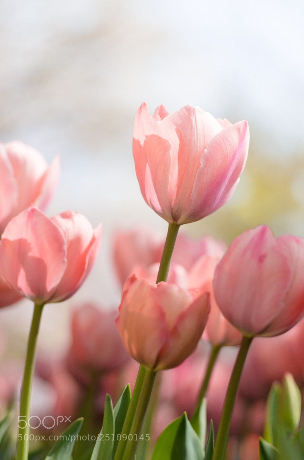 Pentax K-5 sample photo. Pastel pink photography