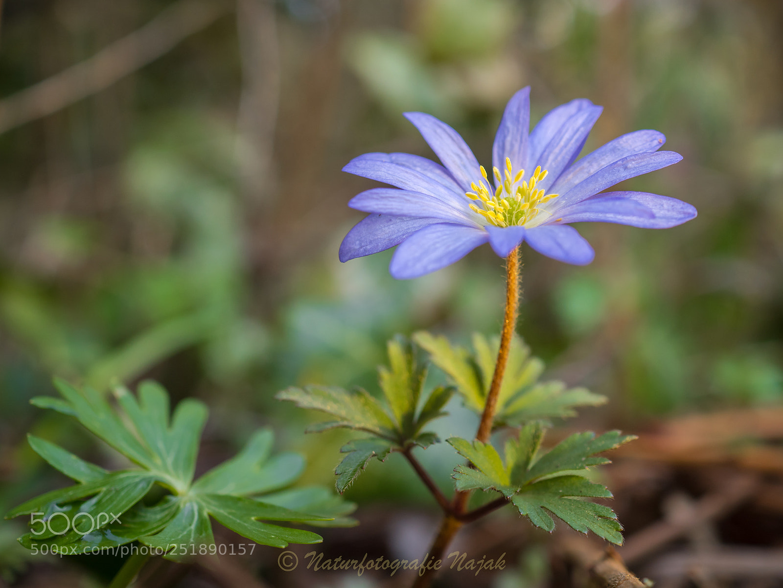 Olympus PEN-F sample photo. Greek anemone photography