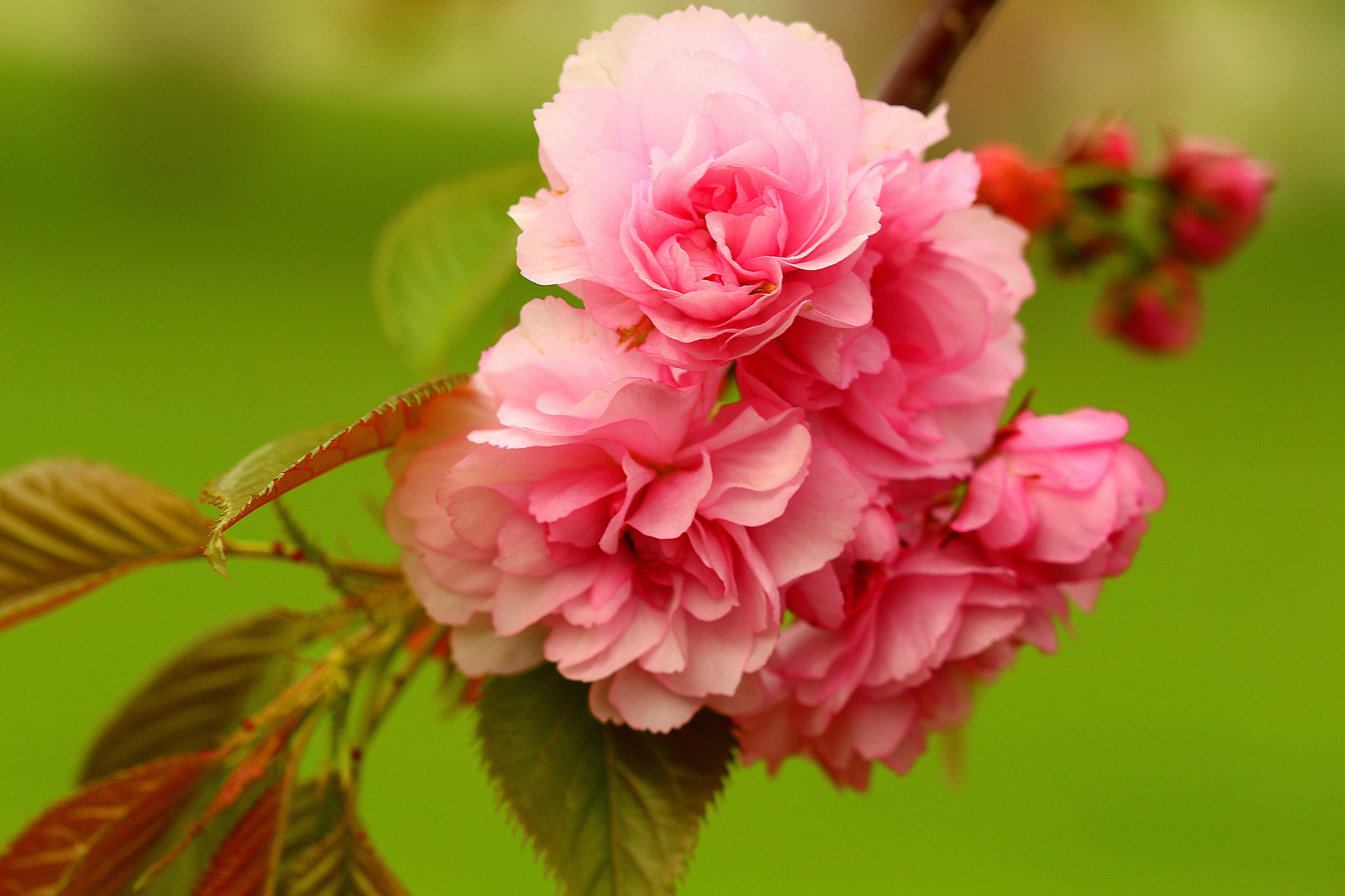 Canon EF 100mm F2.8 Macro USM sample photo. Yaz geldi ... photography
