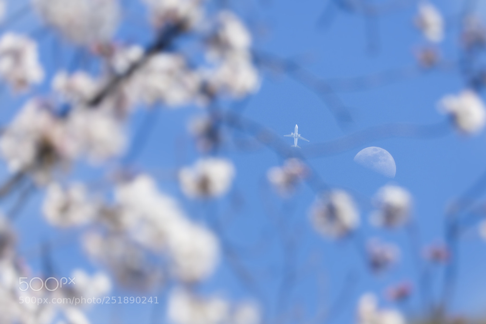 Nikon D7200 sample photo. Sakura, airplane and the photography