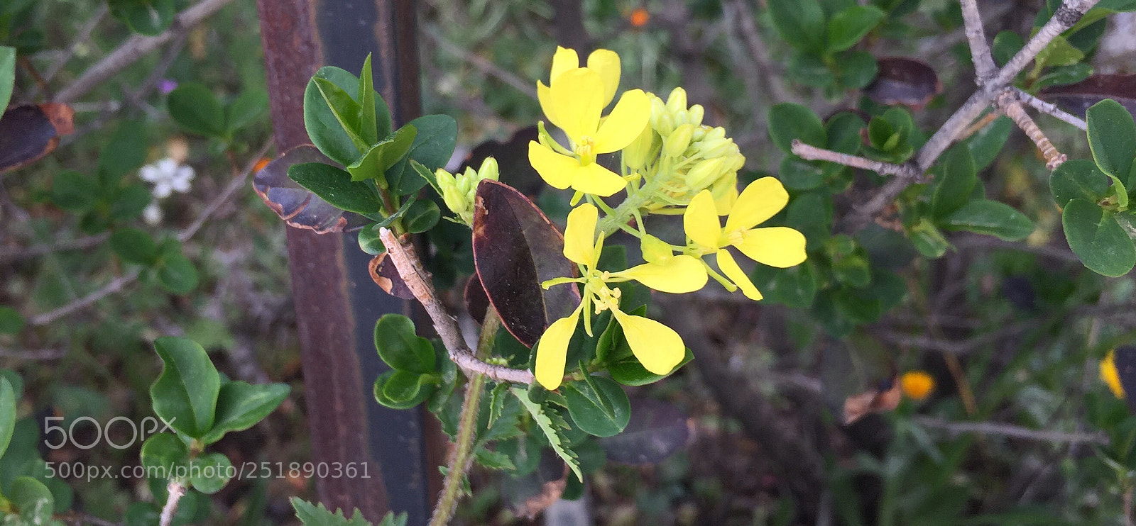 Apple iPhone 6 sample photo. Nature photography