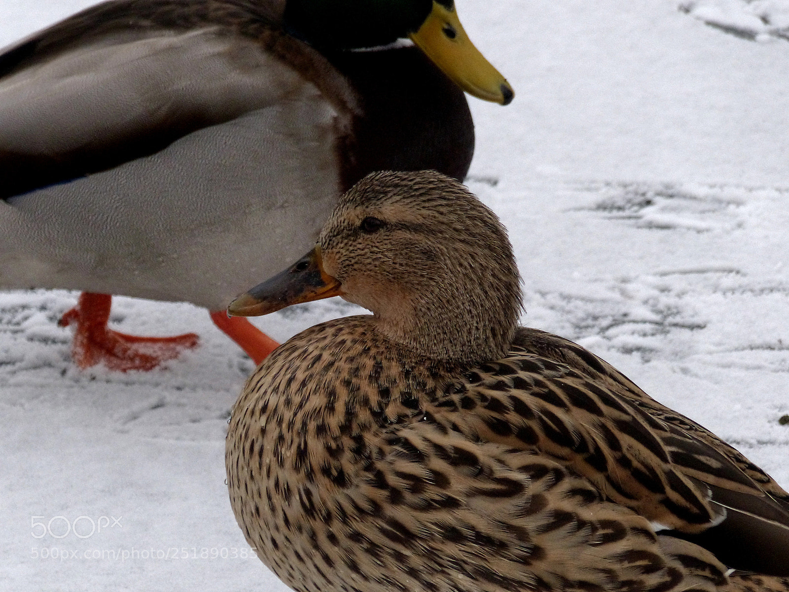 Panasonic Lumix DMC-FZ200 sample photo. Duck photography