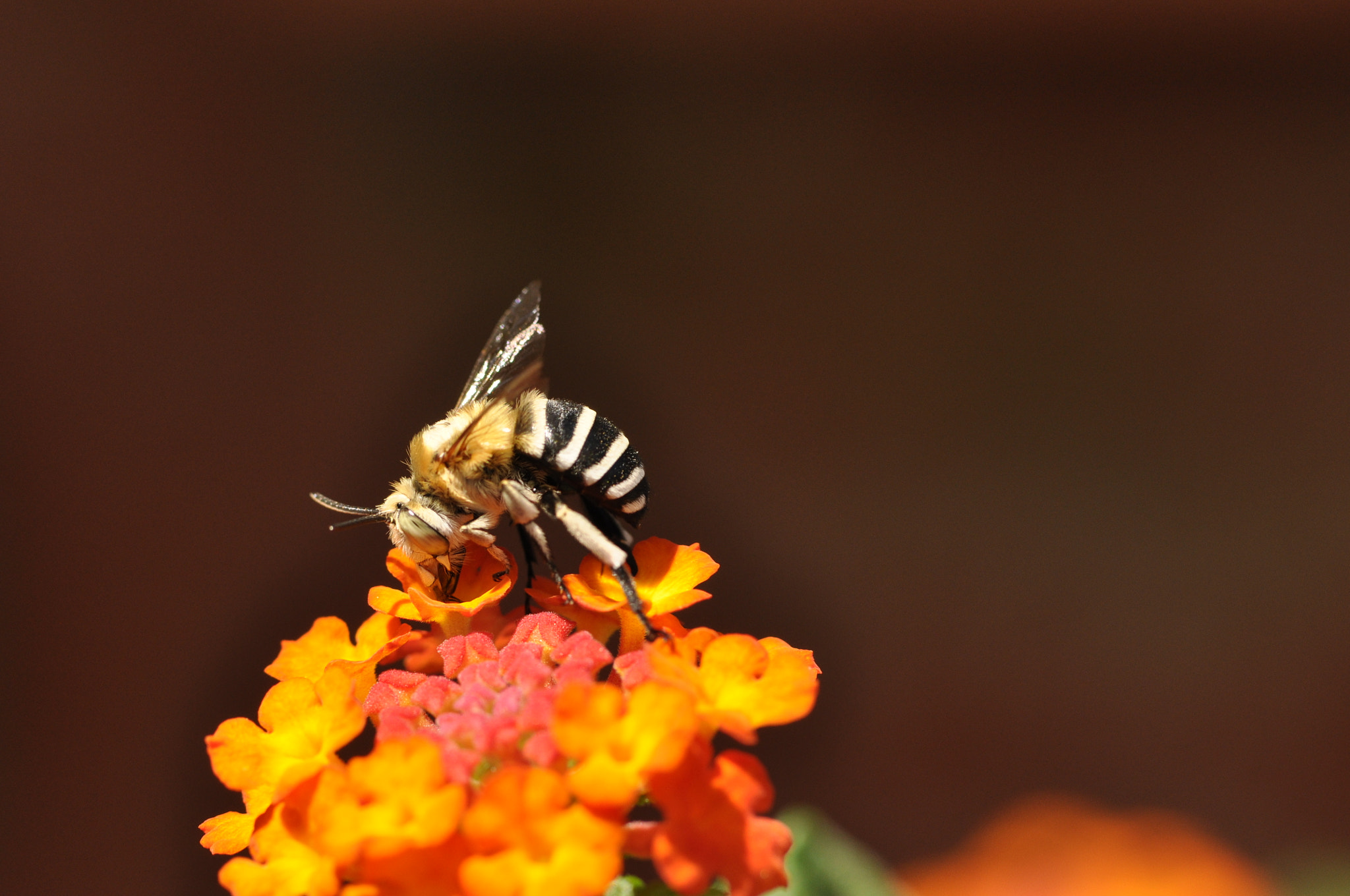 Nikon AF-S Micro-Nikkor 105mm F2.8G IF-ED VR sample photo. Fotografía macro photography