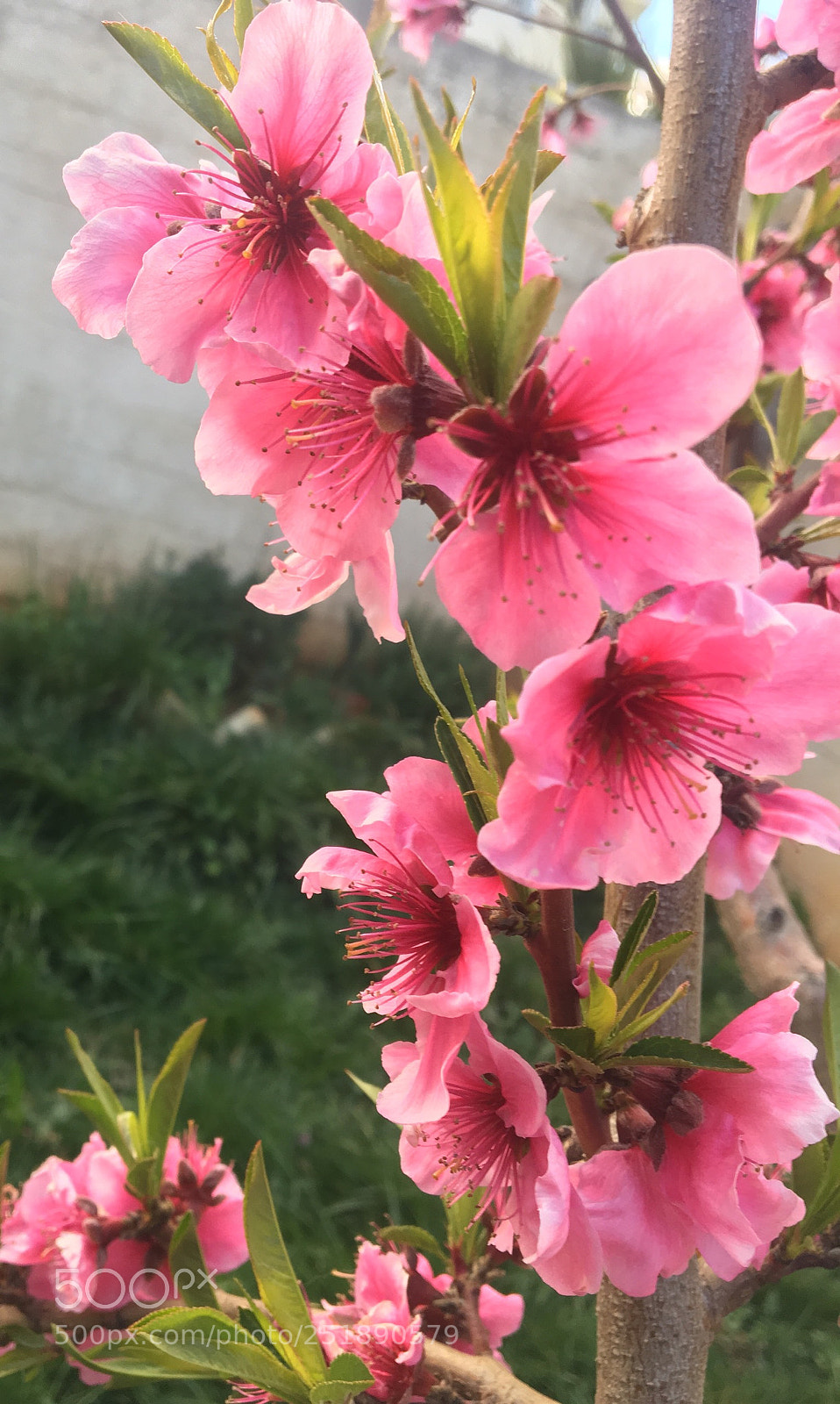 Apple iPhone 6s sample photo. Ccbf ef photography