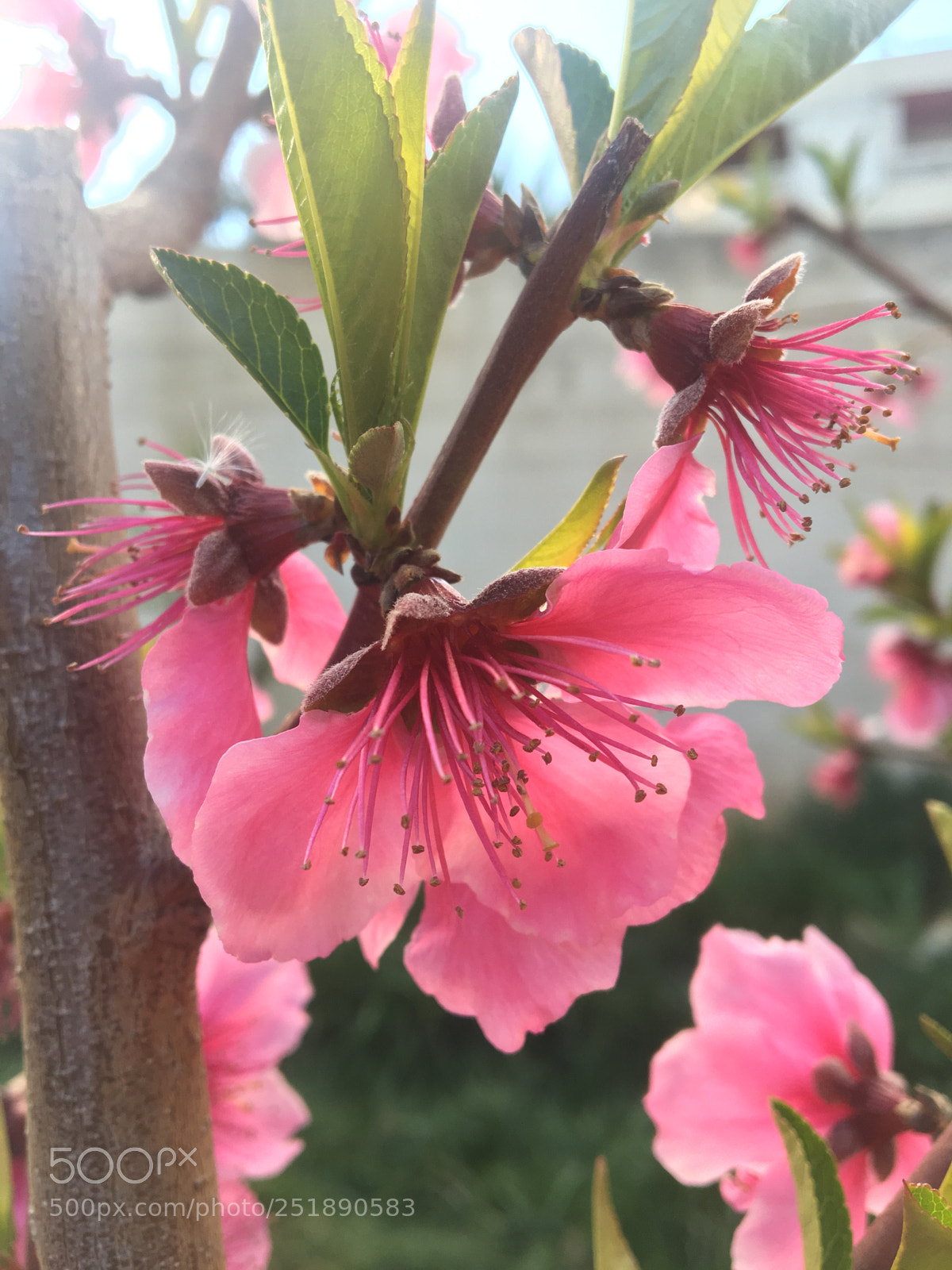 Apple iPhone 6s sample photo. Fffbb d eebfc photography