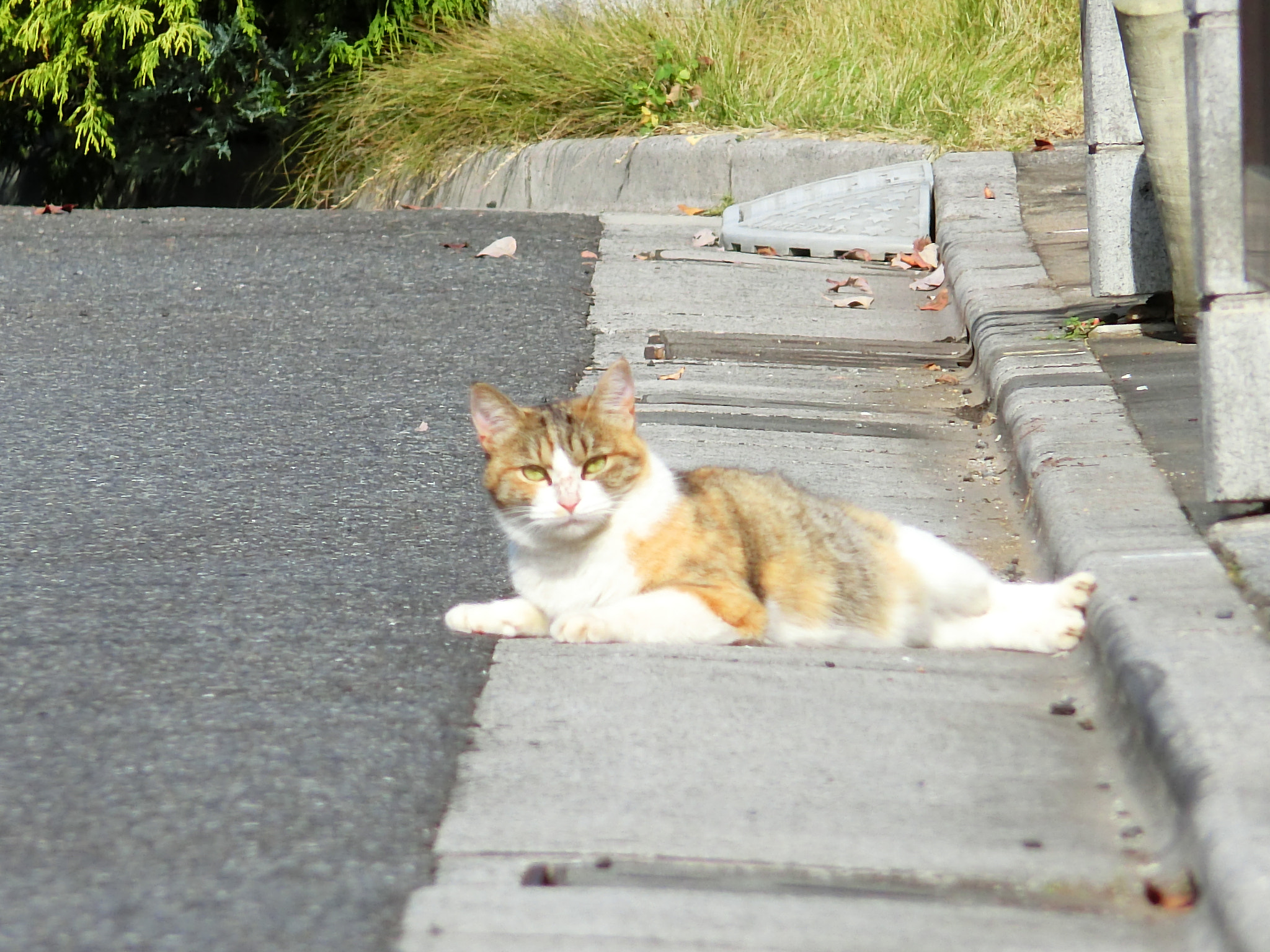 CASIO EX-ZR800 sample photo. 猫 photography
