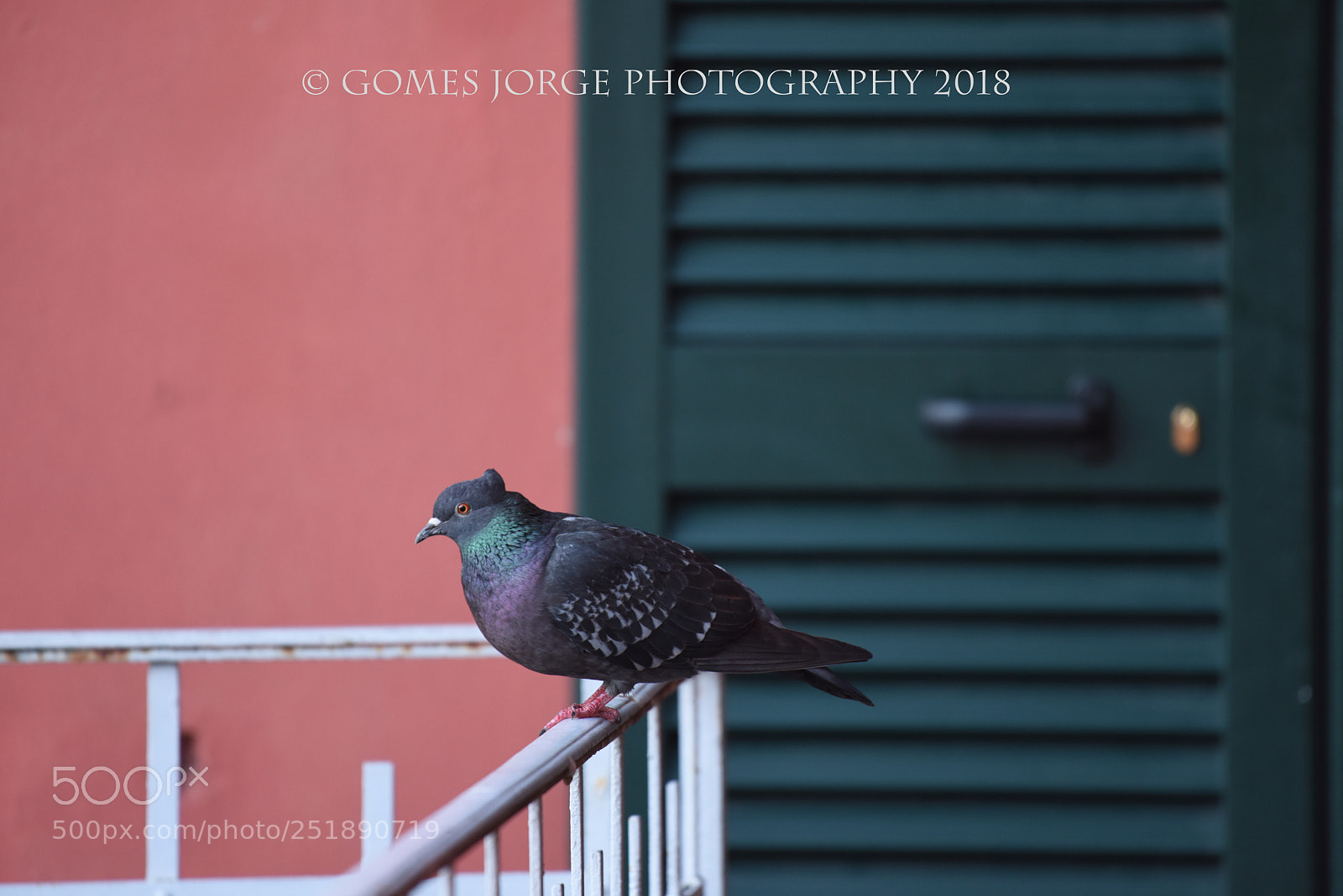Nikon D810 sample photo. Columbídeos photography