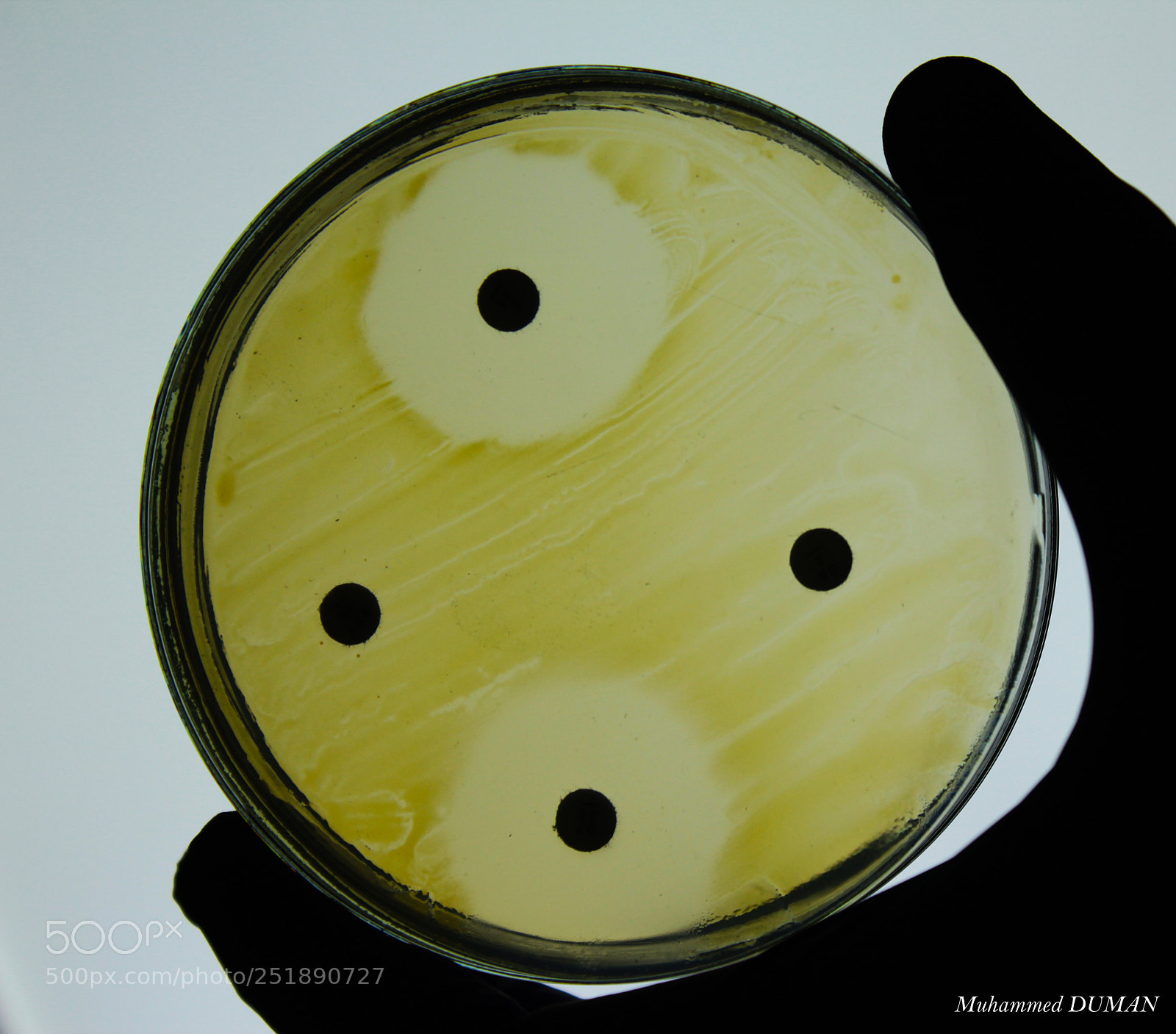 Canon EOS 550D (EOS Rebel T2i / EOS Kiss X4) sample photo. Antimicrobial susceptibilities of bacteria photography