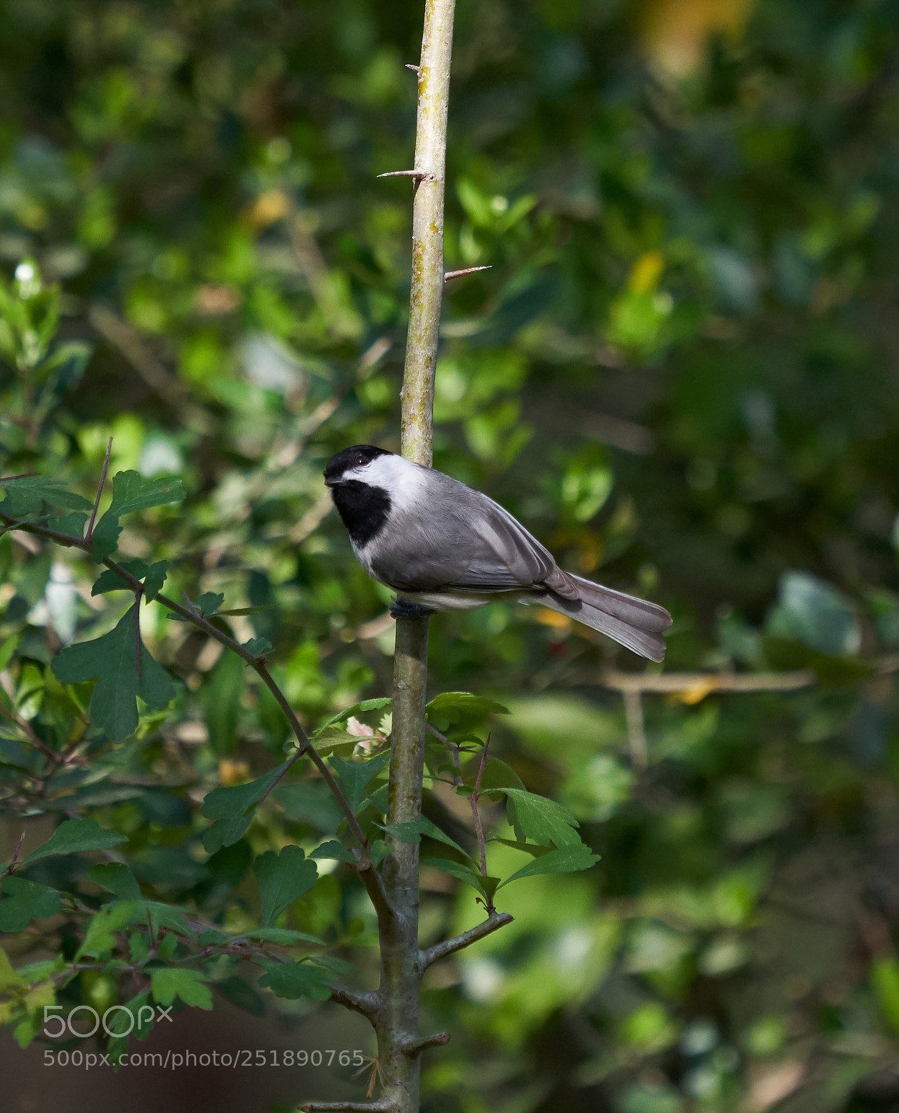 Sony a7R III sample photo. Scouting her nest and photography