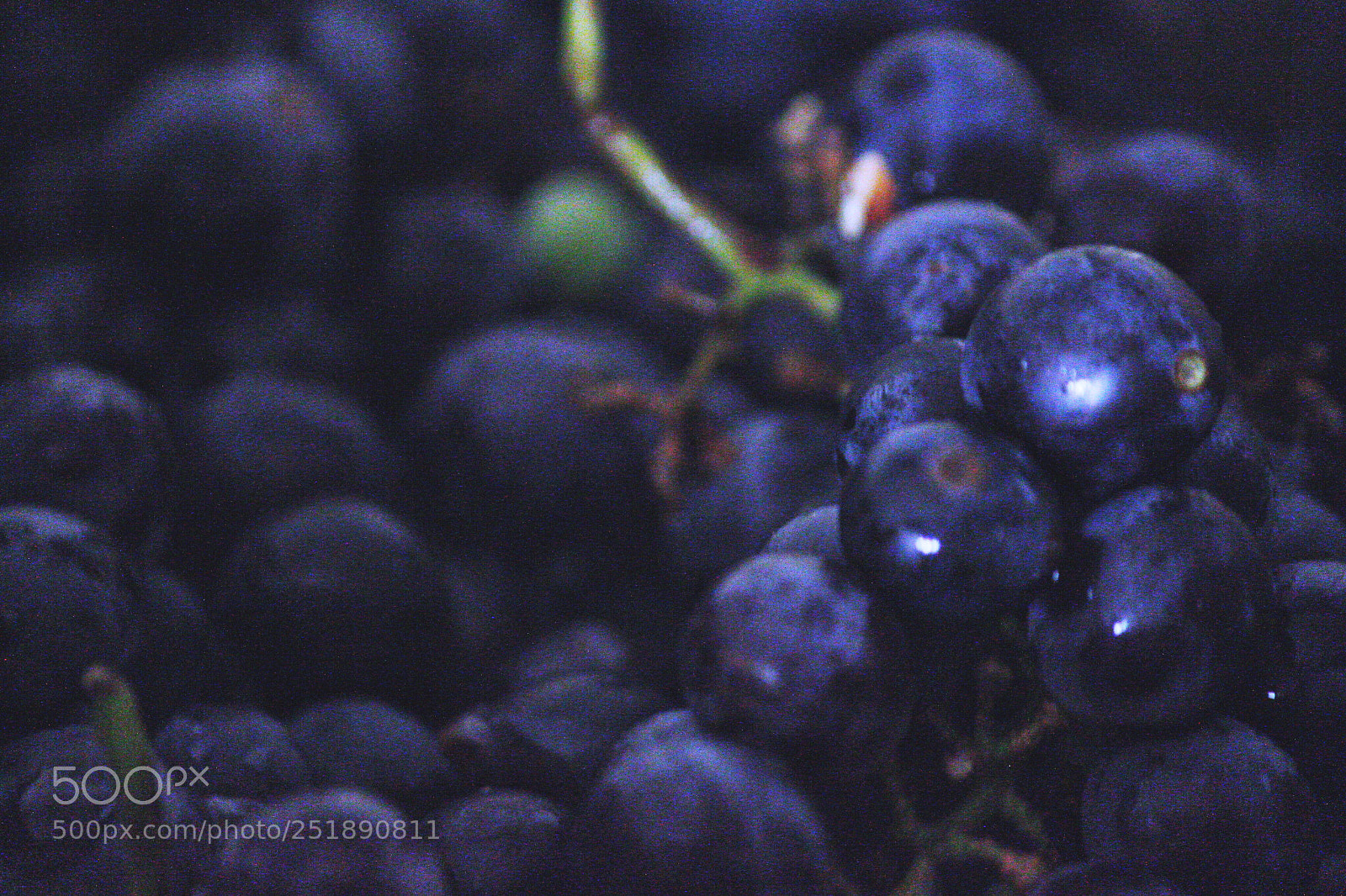 Canon EOS 500D (EOS Rebel T1i / EOS Kiss X3) sample photo. Bunch of grapes  photography