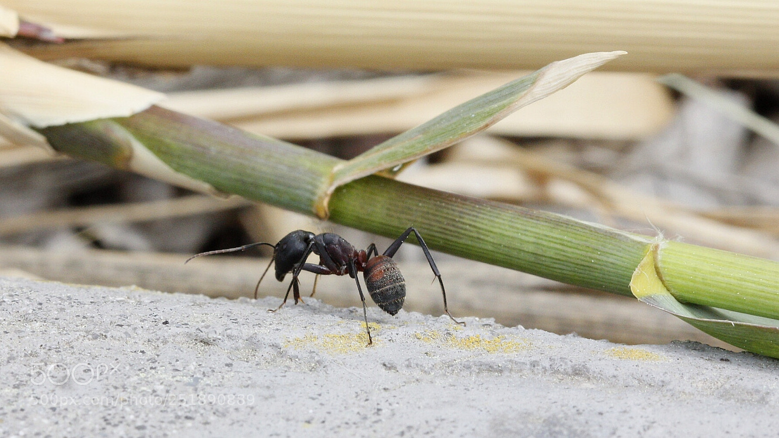 Canon EOS 60D sample photo. Ant world photography
