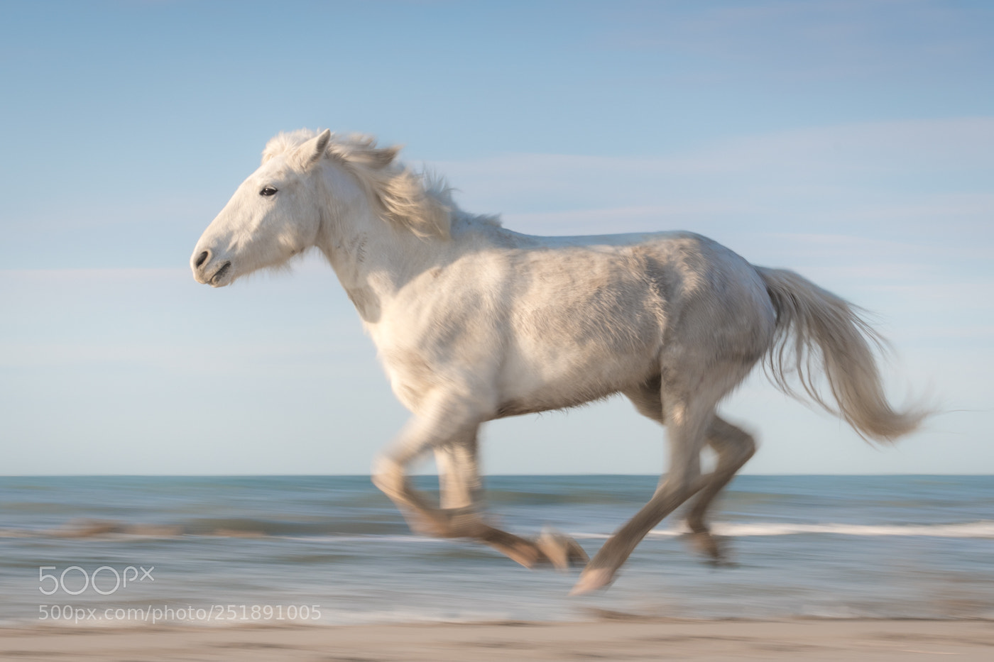 Nikon D7500 sample photo. Early morning gallop photography