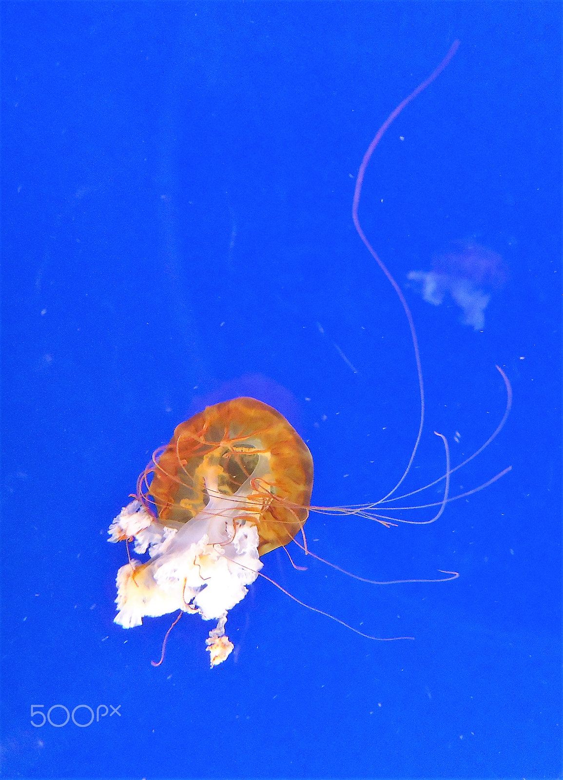 Sony Cyber-shot DSC-W530 sample photo. Jellyfish photography