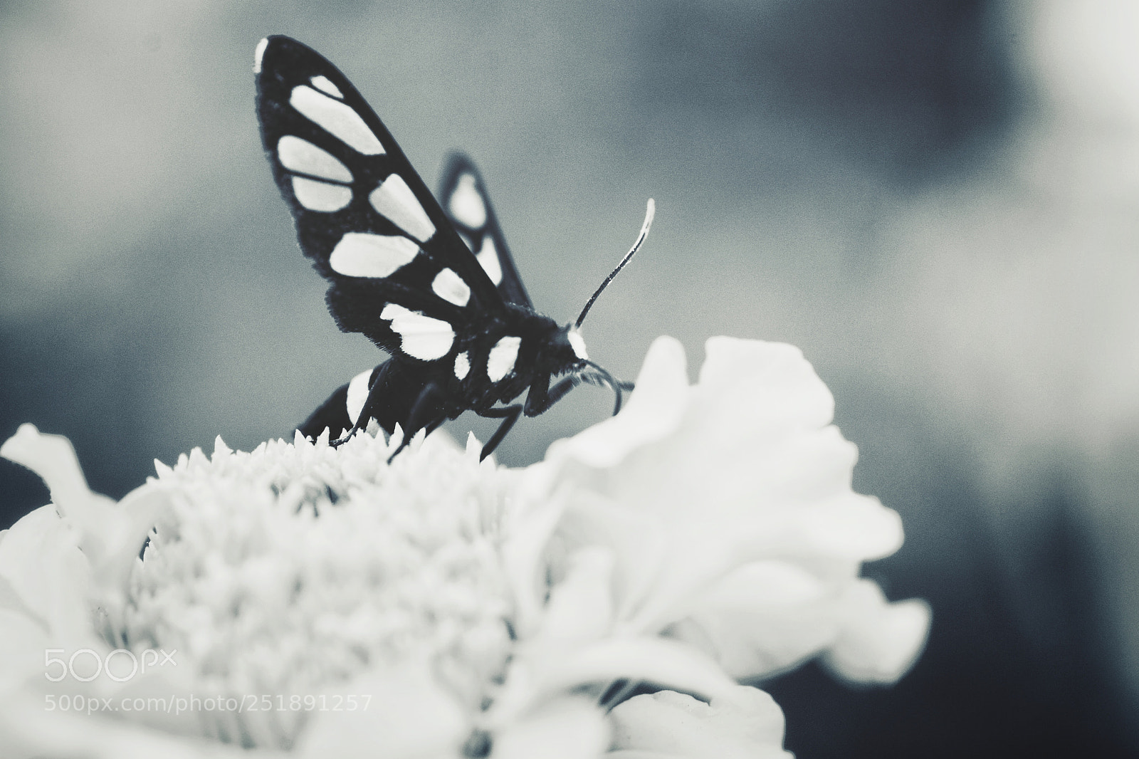 Nikon D7100 sample photo. Untitled photography