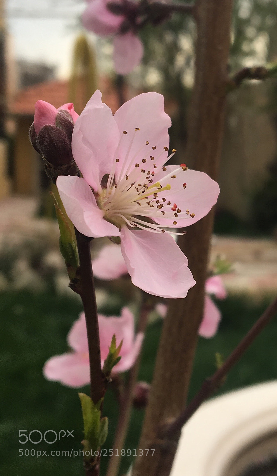 Apple iPhone 6s sample photo. Blossom photography