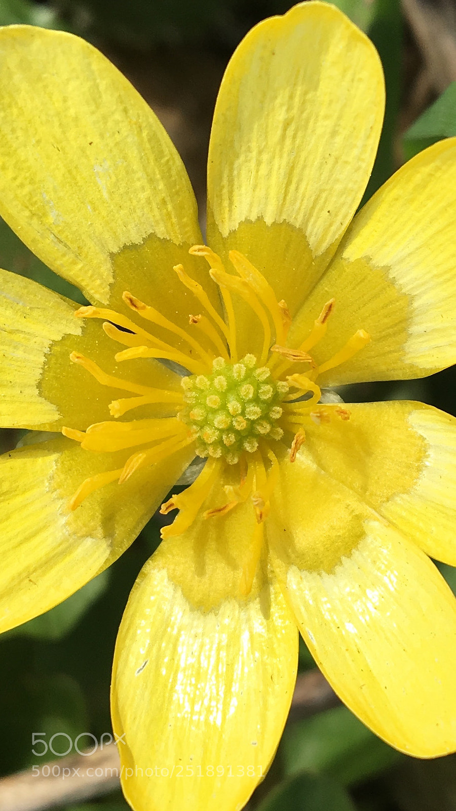Apple iPhone 6s sample photo. Close up flower photography