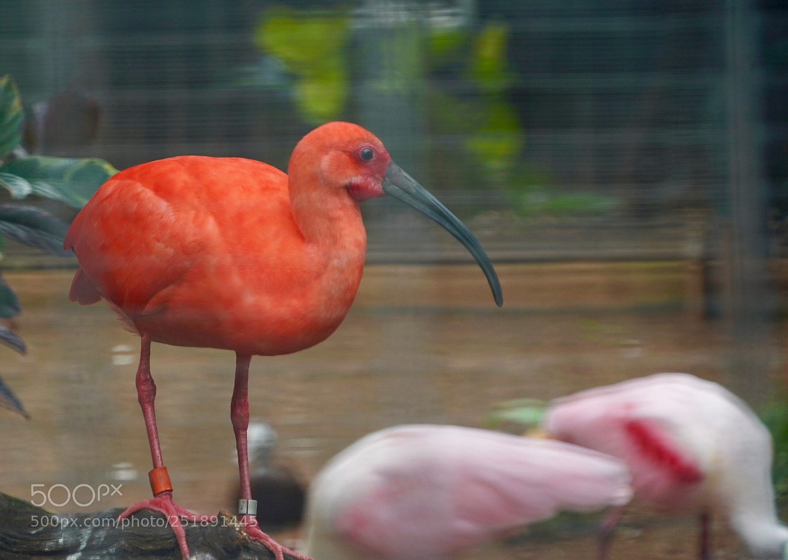 Sony a9 sample photo. Flamingo m photography
