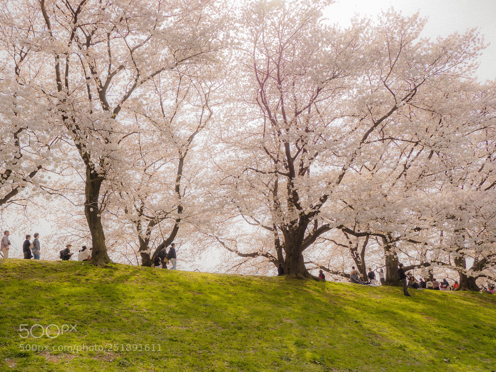 Panasonic Lumix DMC-GH4 sample photo. 背割堤　桜 photography
