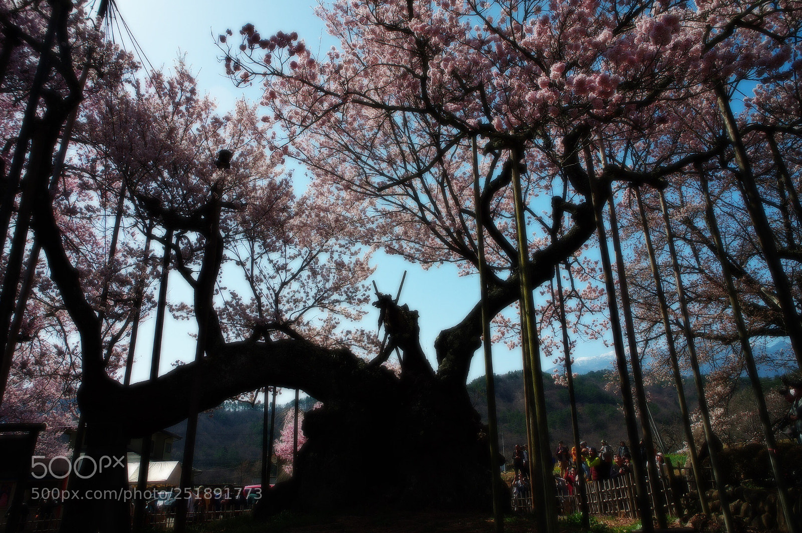 Pentax K-3 II sample photo. 2000 years old, jindai-sakura photography