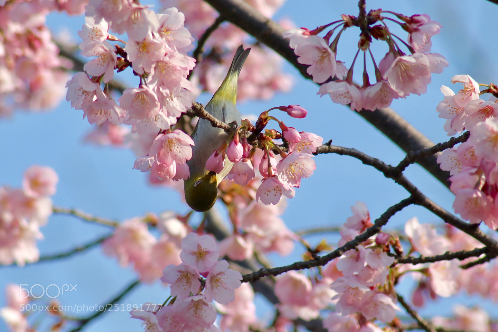 Canon EOS 80D sample photo. Untitled photography