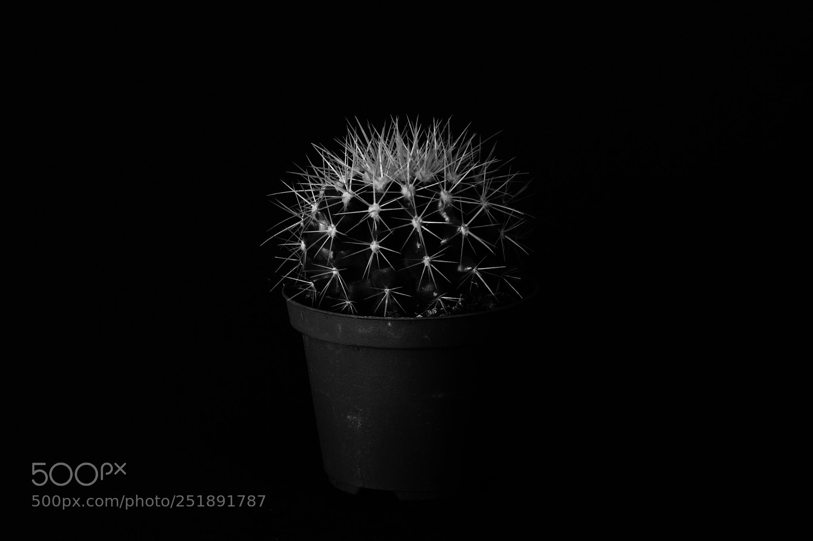 Canon EOS 70D sample photo. Cactus photography