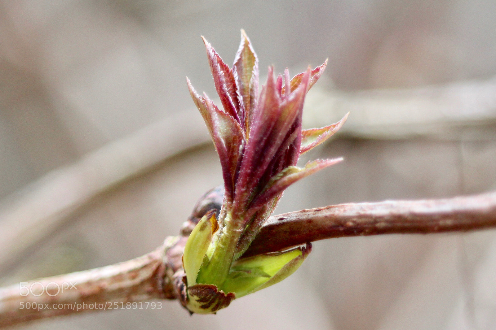 Canon EOS 700D (EOS Rebel T5i / EOS Kiss X7i) sample photo. 180401_harz photography