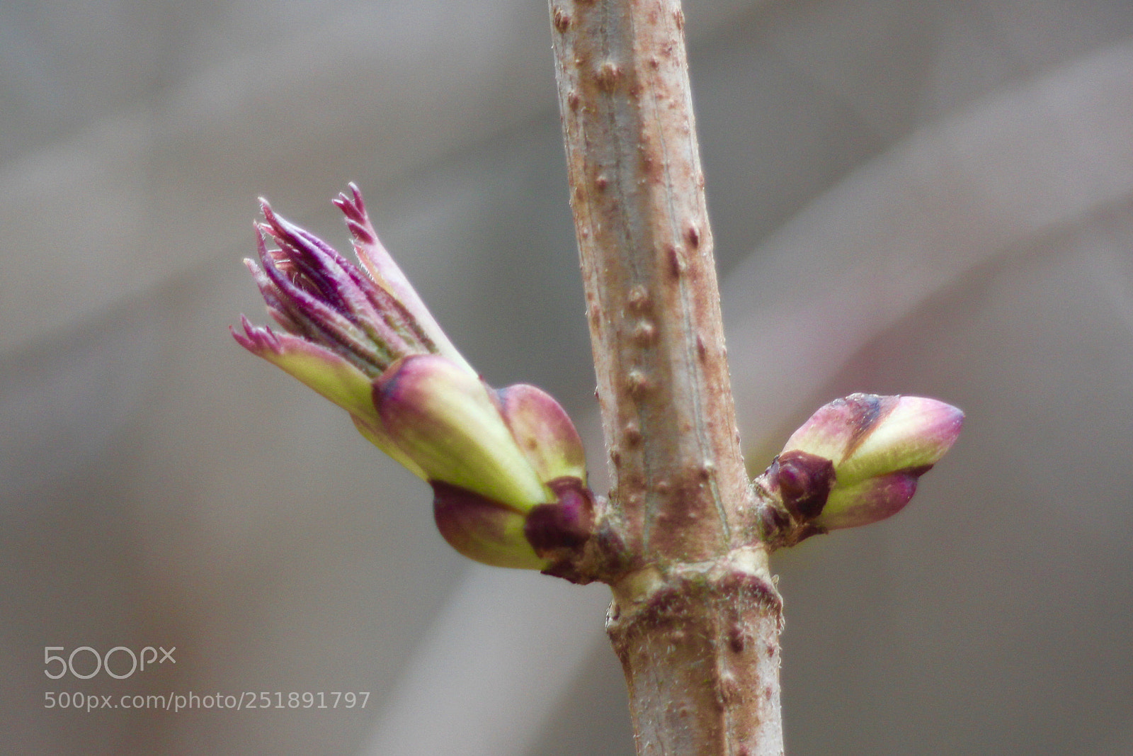 Canon EOS 700D (EOS Rebel T5i / EOS Kiss X7i) sample photo. 180401_harz photography