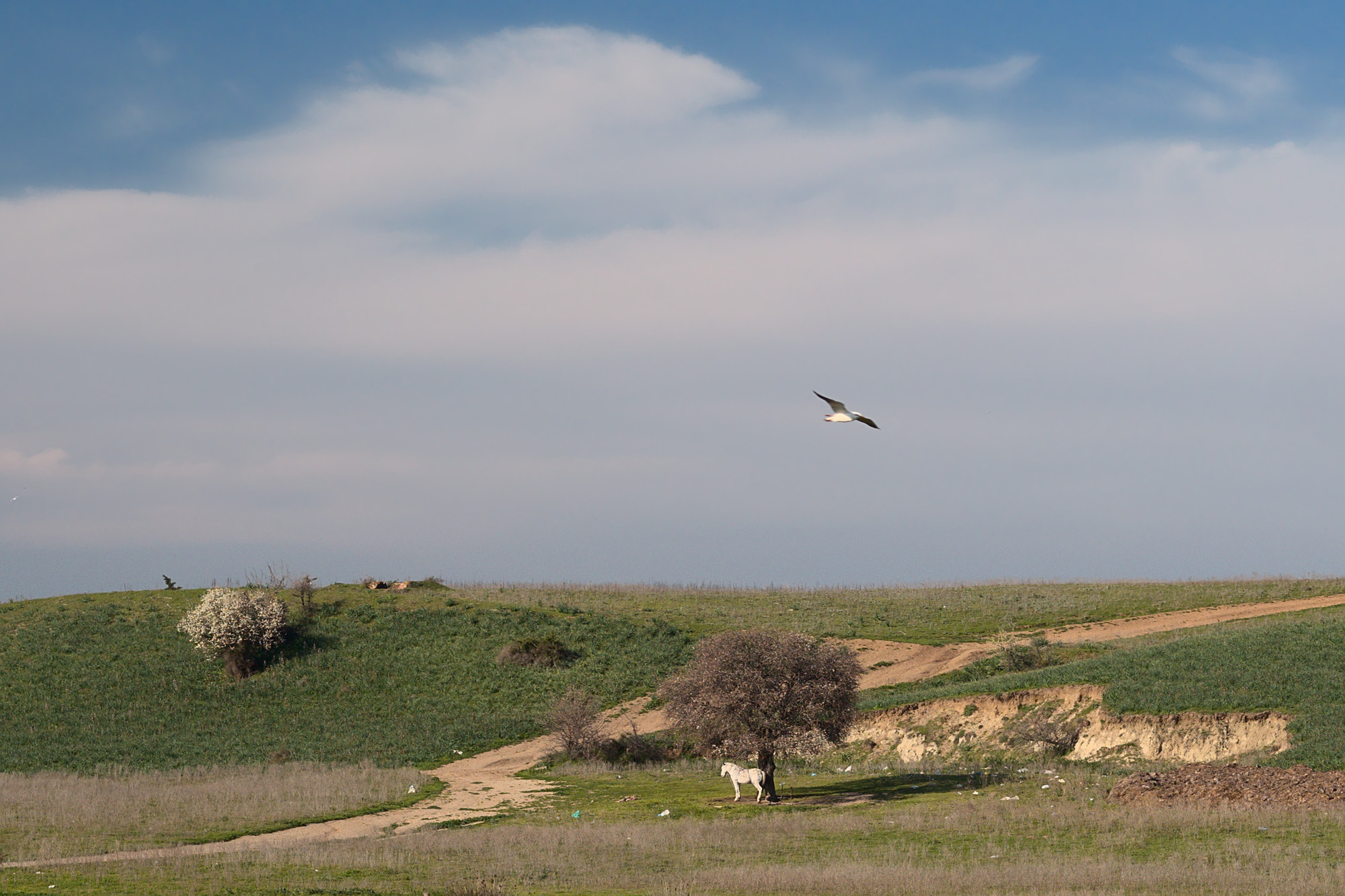 Olympus PEN E-PM2 sample photo. Horse and bird photography