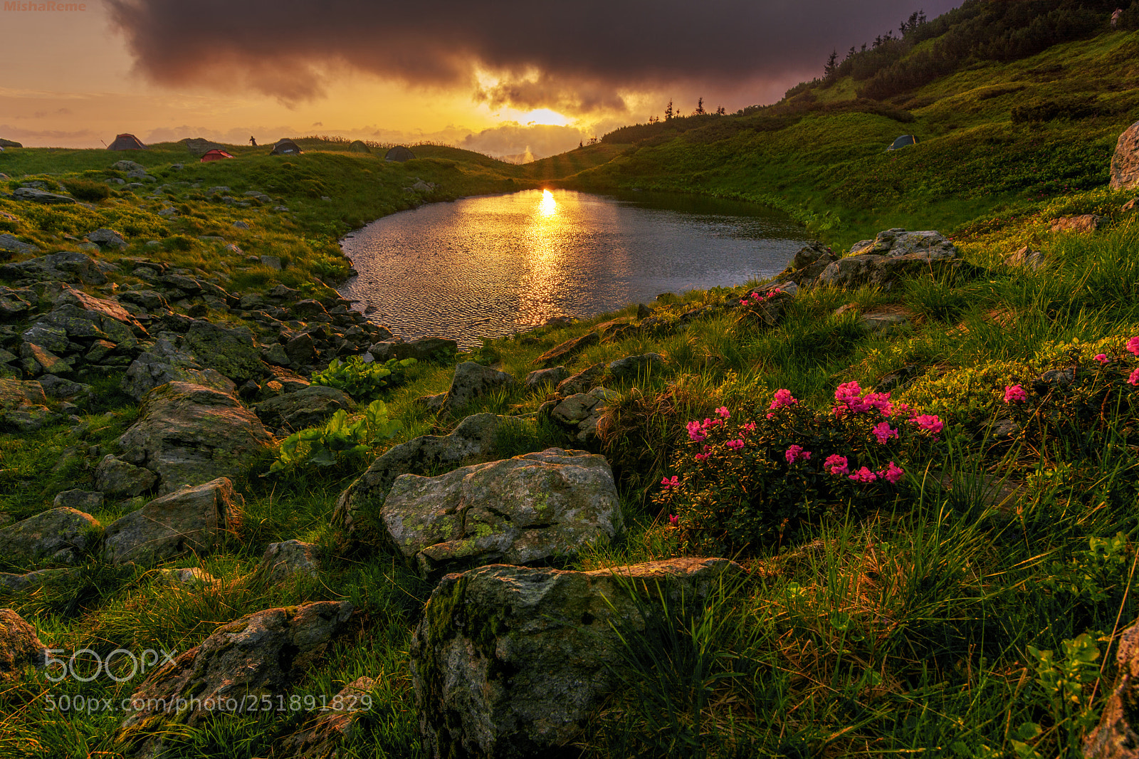 Nikon D7100 sample photo. Rhododendrons in the carpathian photography