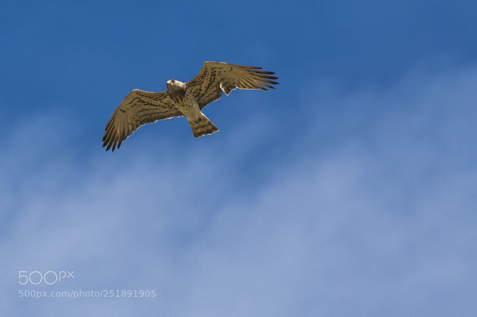 Canon EOS 5D Mark IV sample photo. Aguia cobreira alqueva photography