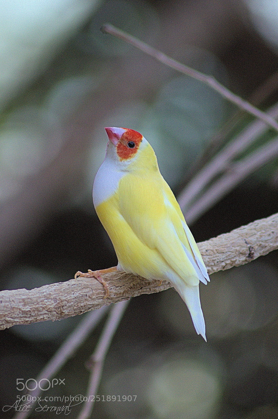 Nikon D7000 sample photo. Birds photography