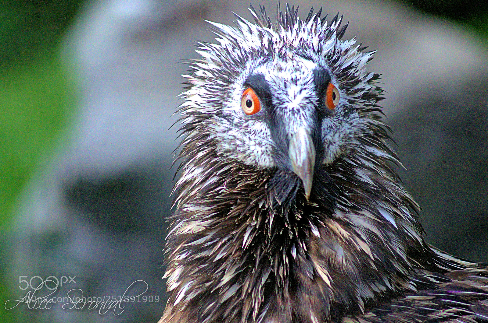 Nikon D7000 sample photo. Birds photography
