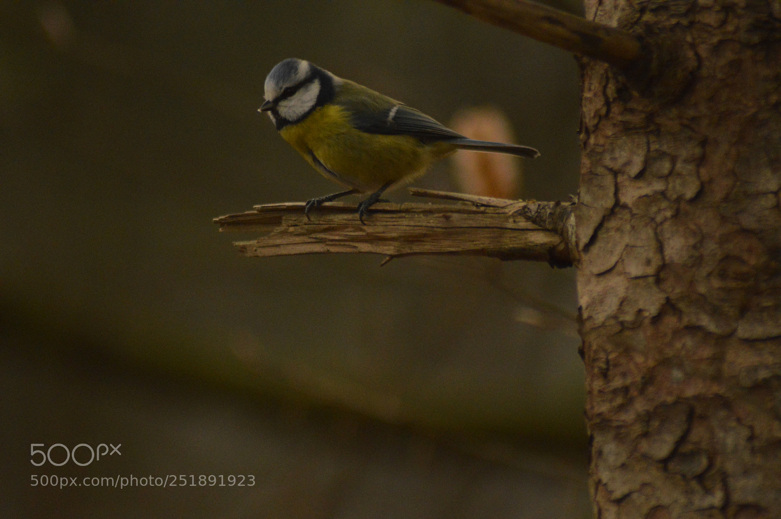 Nikon D3200 sample photo. Bluetit on a  branch photography