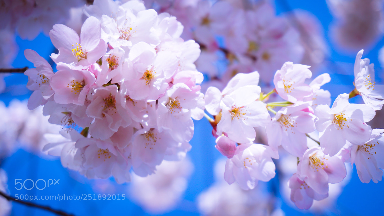 Sony a6500 sample photo. Cherry blossoms series 1 photography