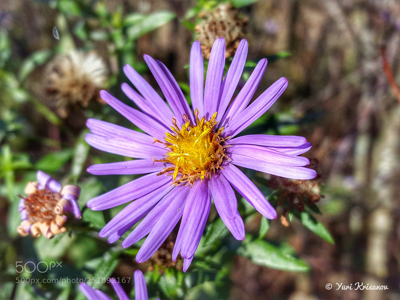 Samsung Galaxy Alpha sample photo. Flowers in an abandoned photography