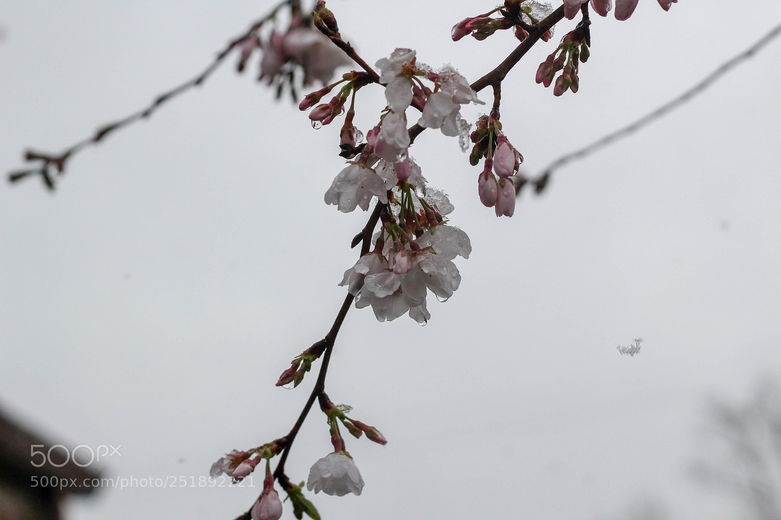 Canon EOS 100D (EOS Rebel SL1 / EOS Kiss X7) sample photo. Cold flower picture photography