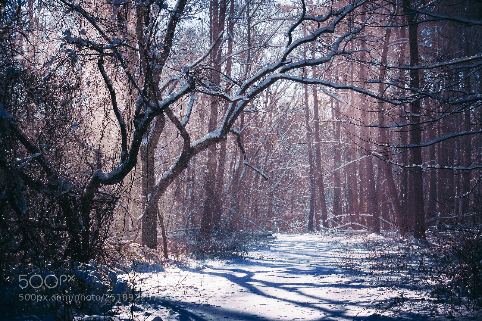 Sony Cyber-shot DSC-RX100 IV sample photo. Winter trail photography