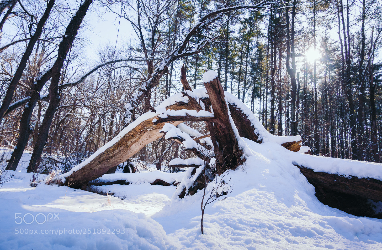Sony Cyber-shot DSC-RX100 IV sample photo. Snow on log photography