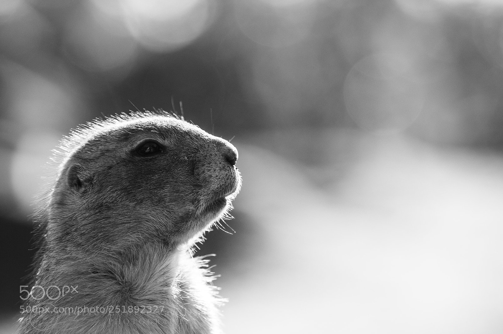 Nikon D300 sample photo. Black and white portrait photography