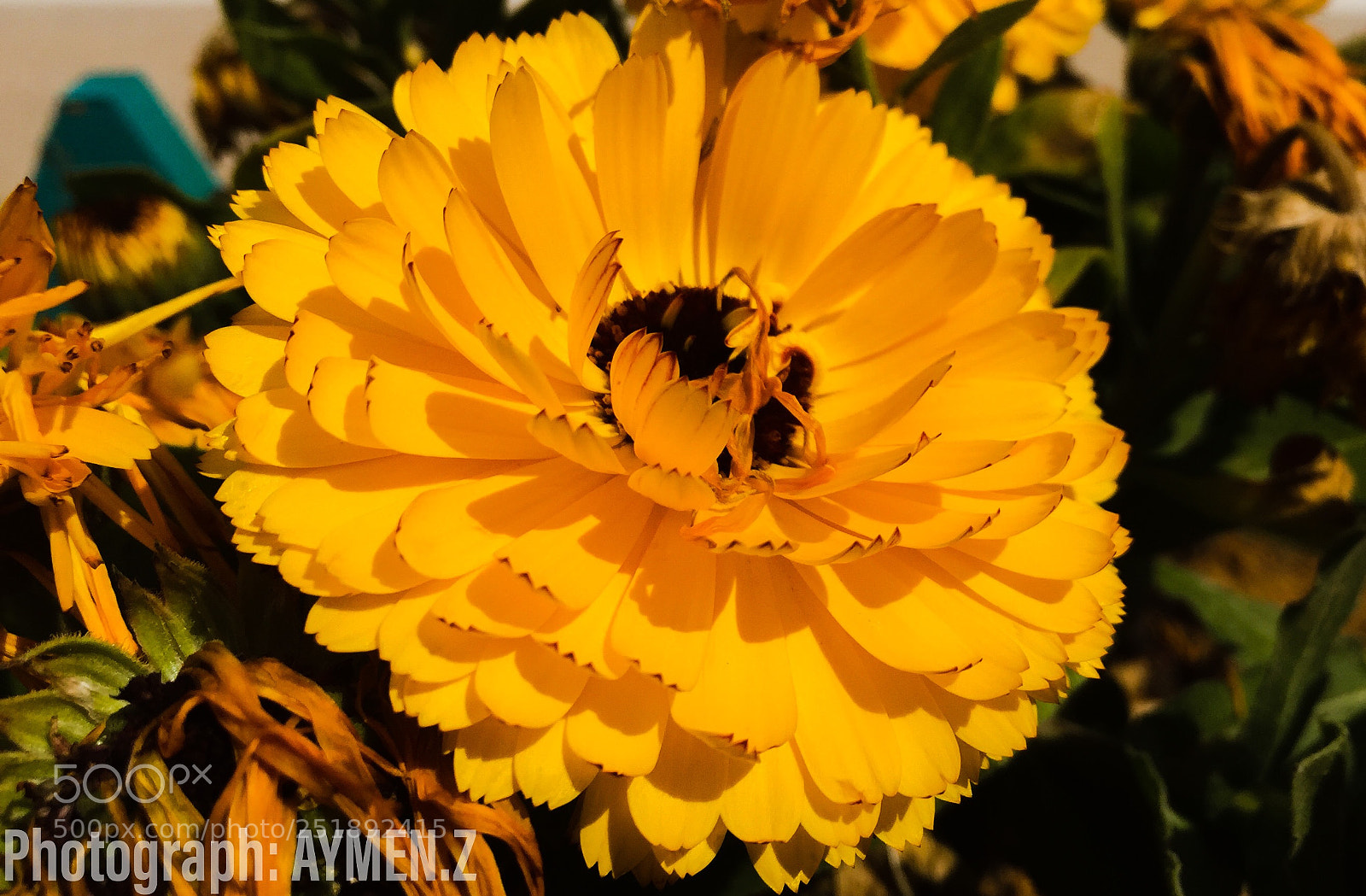 Apple iPhone 6 sample photo. Nature photography
