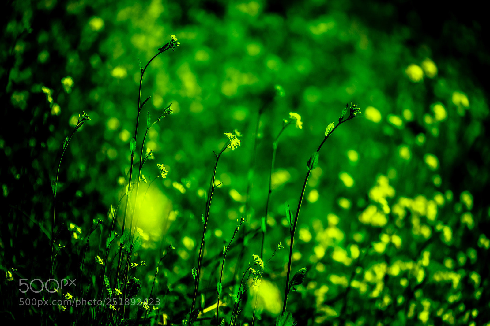 Fujifilm X-Pro2 sample photo. Yellows photography