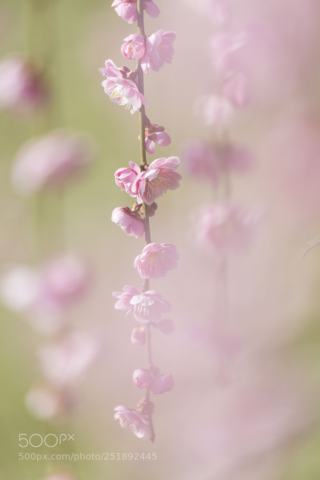 Canon EOS 5D Mark IV sample photo. Ume3 photography