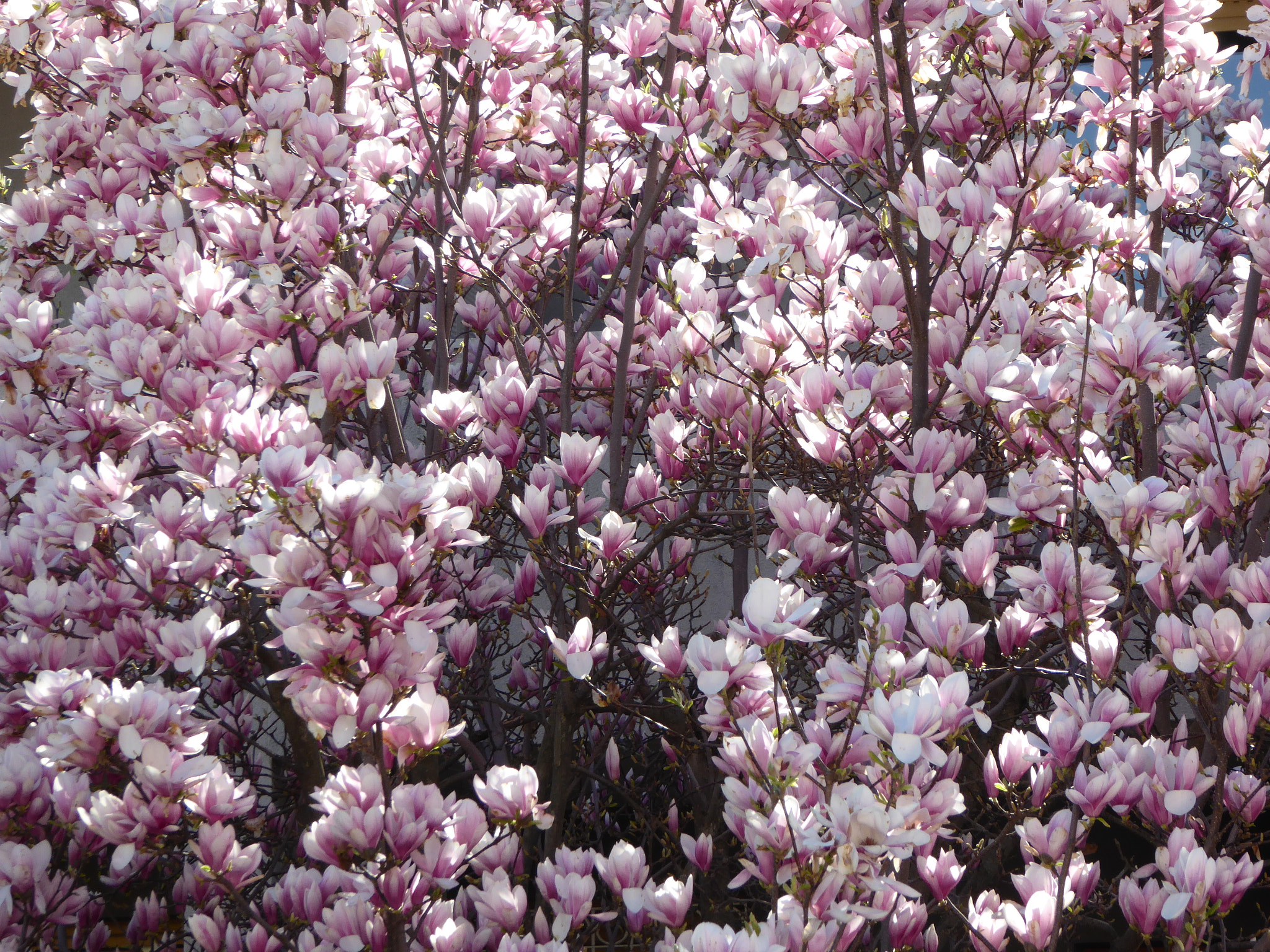 Panasonic Lumix DMC-ZS40 (Lumix DMC-TZ60) sample photo. Magnolia photography