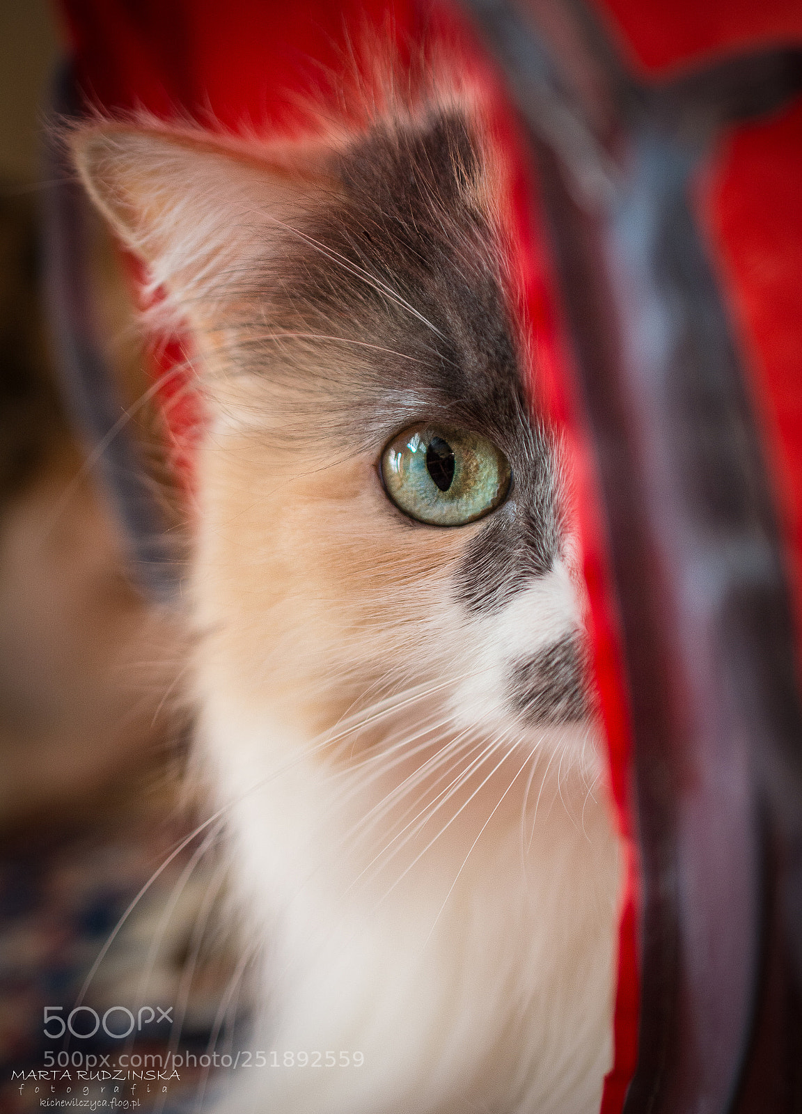 Nikon D7100 sample photo. Spying photography