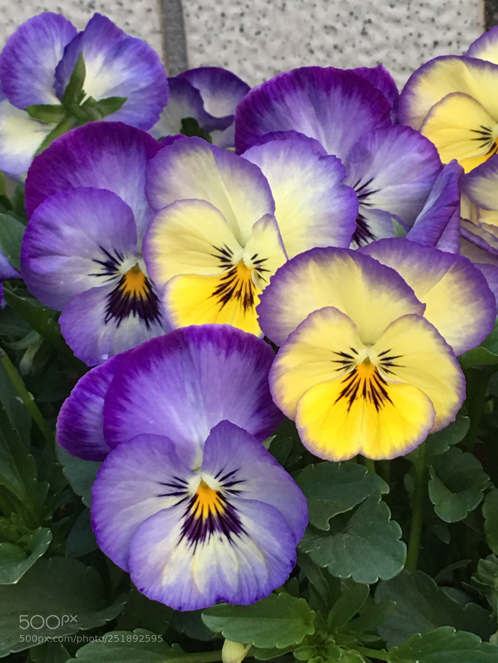 Apple iPhone 6s Plus sample photo. Spring2018 flowers photography