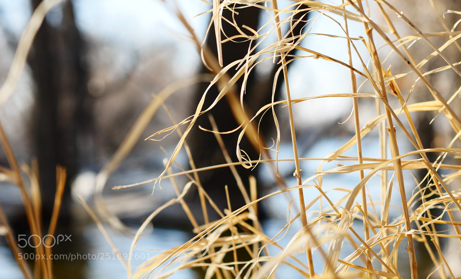 Panasonic Lumix DMC-GX85 (Lumix DMC-GX80 / Lumix DMC-GX7 Mark II) sample photo. Not green yet photography