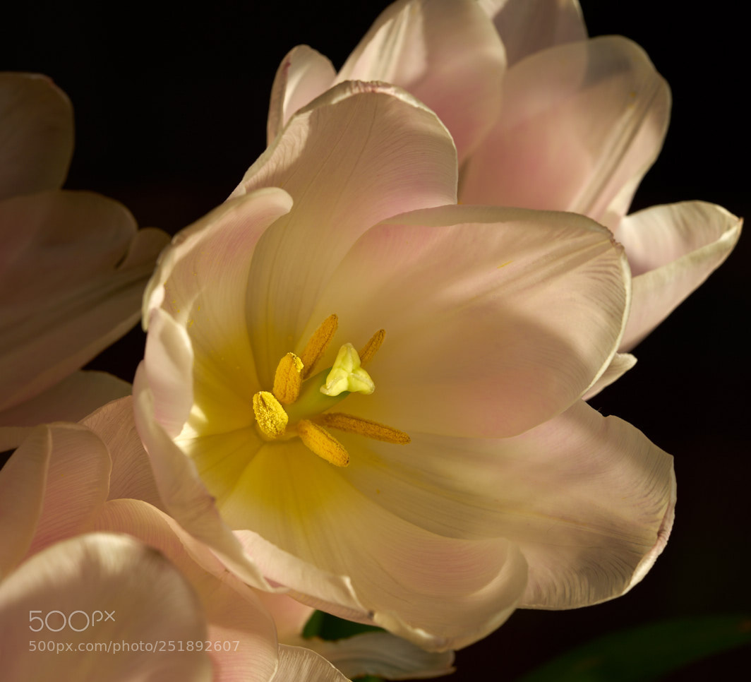 Sony a7R II sample photo. Easter a time for photography