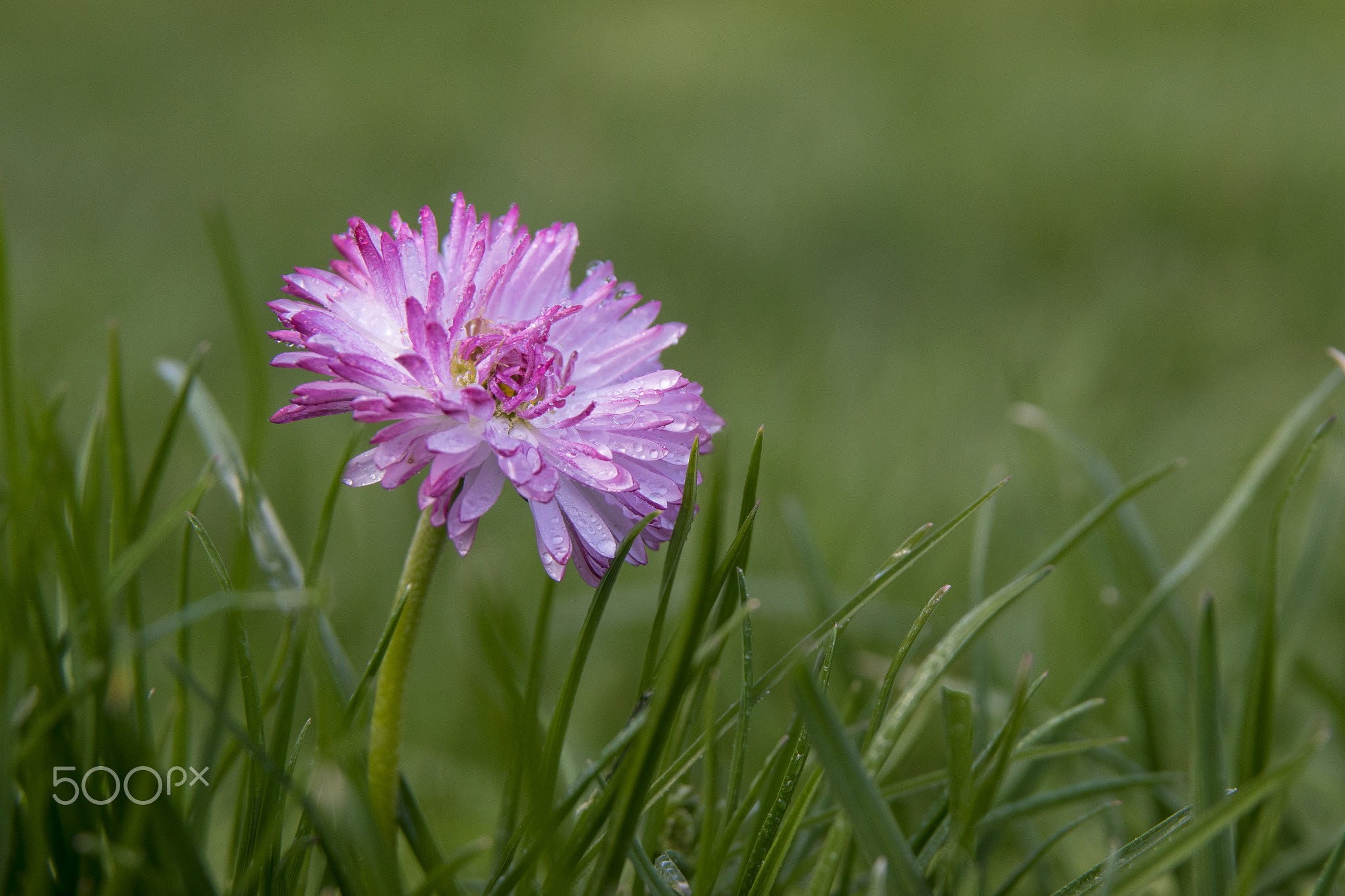 Pink white flower