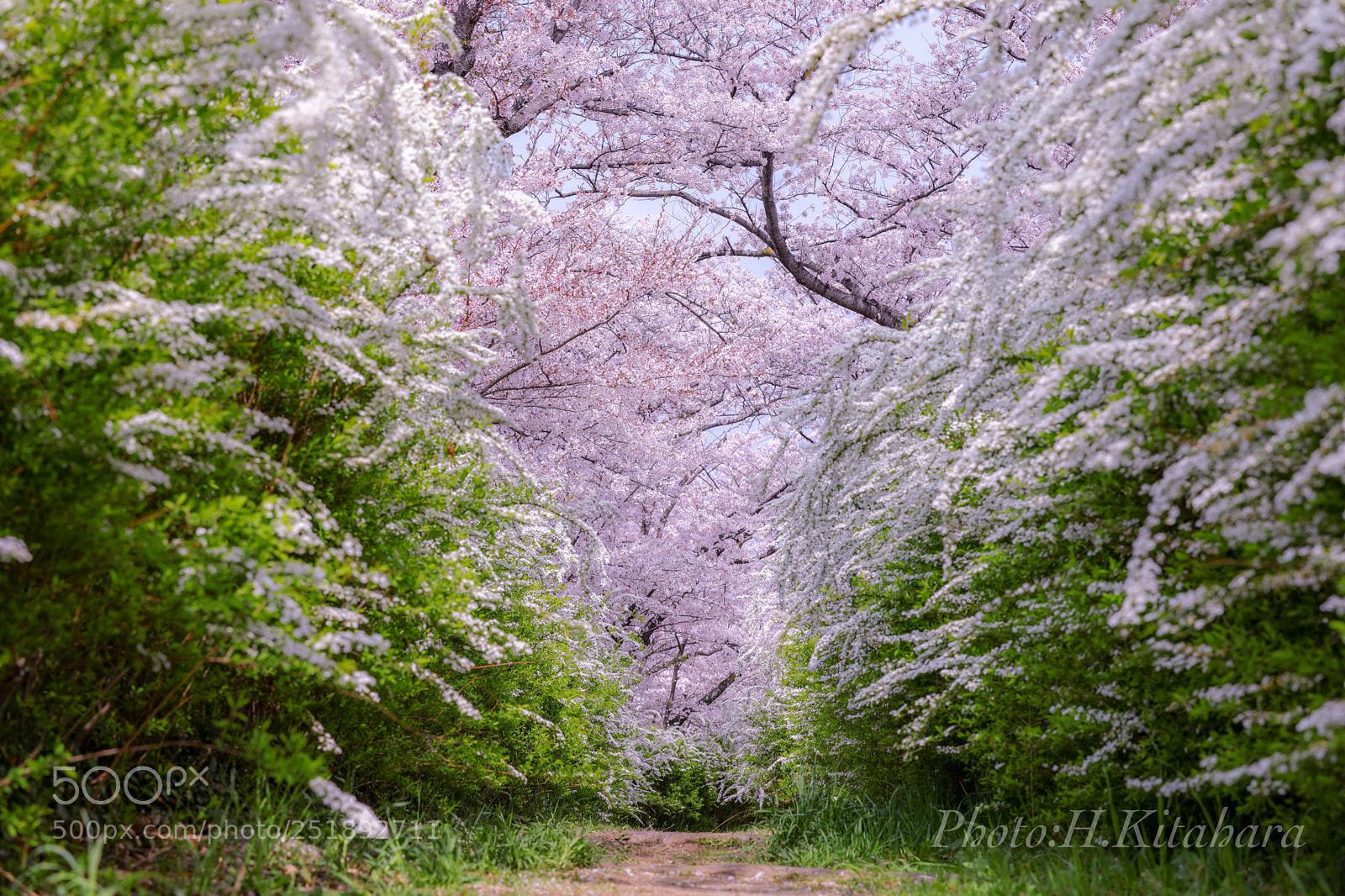 Canon EOS 5D Mark IV sample photo. Cherryblossom♪"someiyoshino" photography