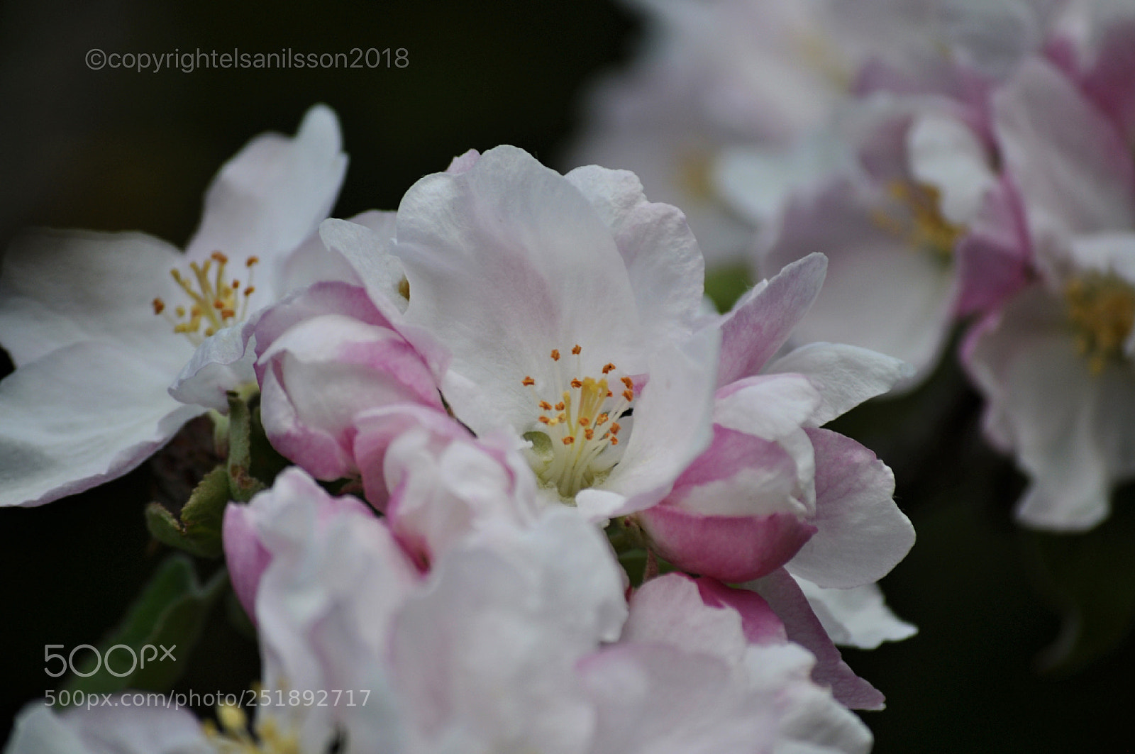 Nikon D5000 sample photo. Flower power photography